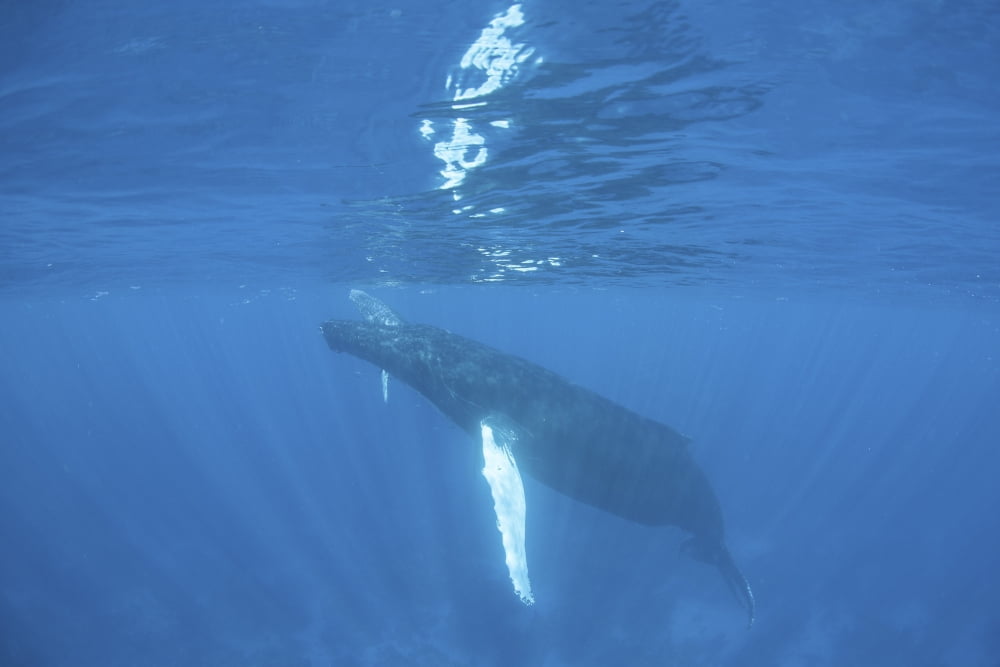 A humpback whale swimming just under the surface of the Caribbean Sea Canvas Art - Ethan DanielsStocktrek Images (34 x 23)
