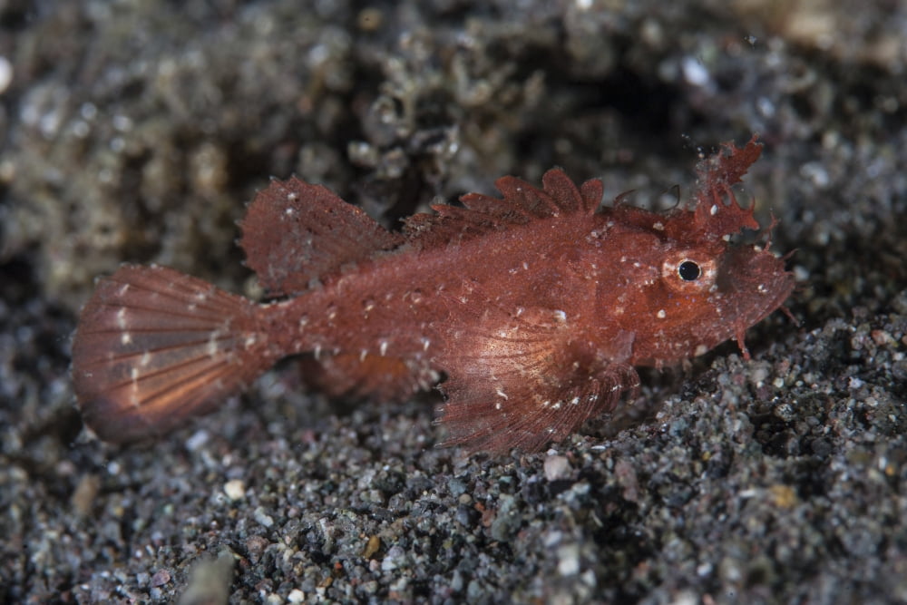 A juvenile Ambon scorpionfish on the sandy seafloor of Indonesia Canvas Art - Ethan DanielsStocktrek Images (34 x 23)