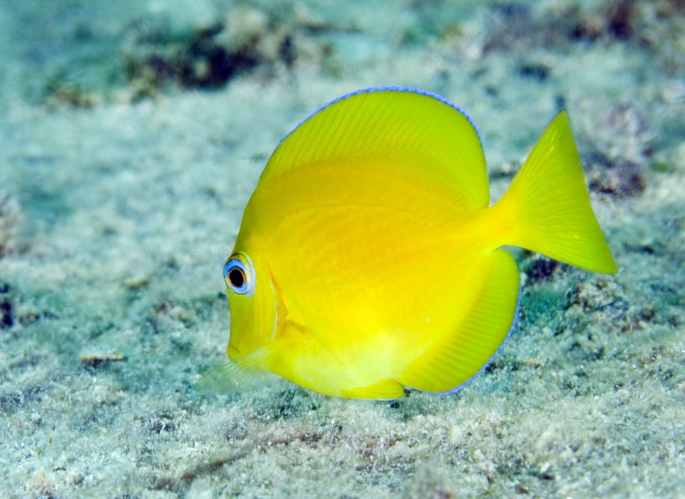 A juvenile Blue Tang searching for food Key Largo Florida Canvas Art - Michael WoodStocktrek Images (17 x 12)