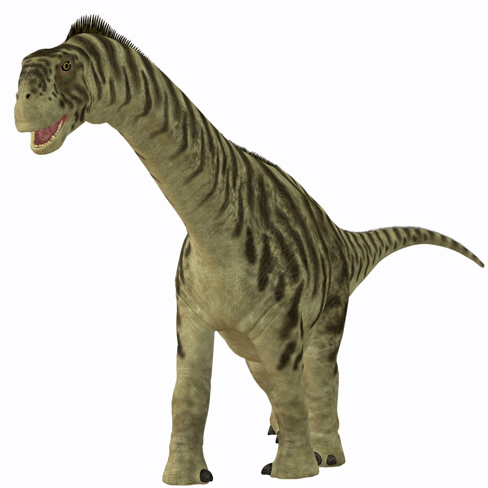 A juvenile Camarasaurus dinosaur Canvas Art - Corey FordStocktrek Images (29 x 29)