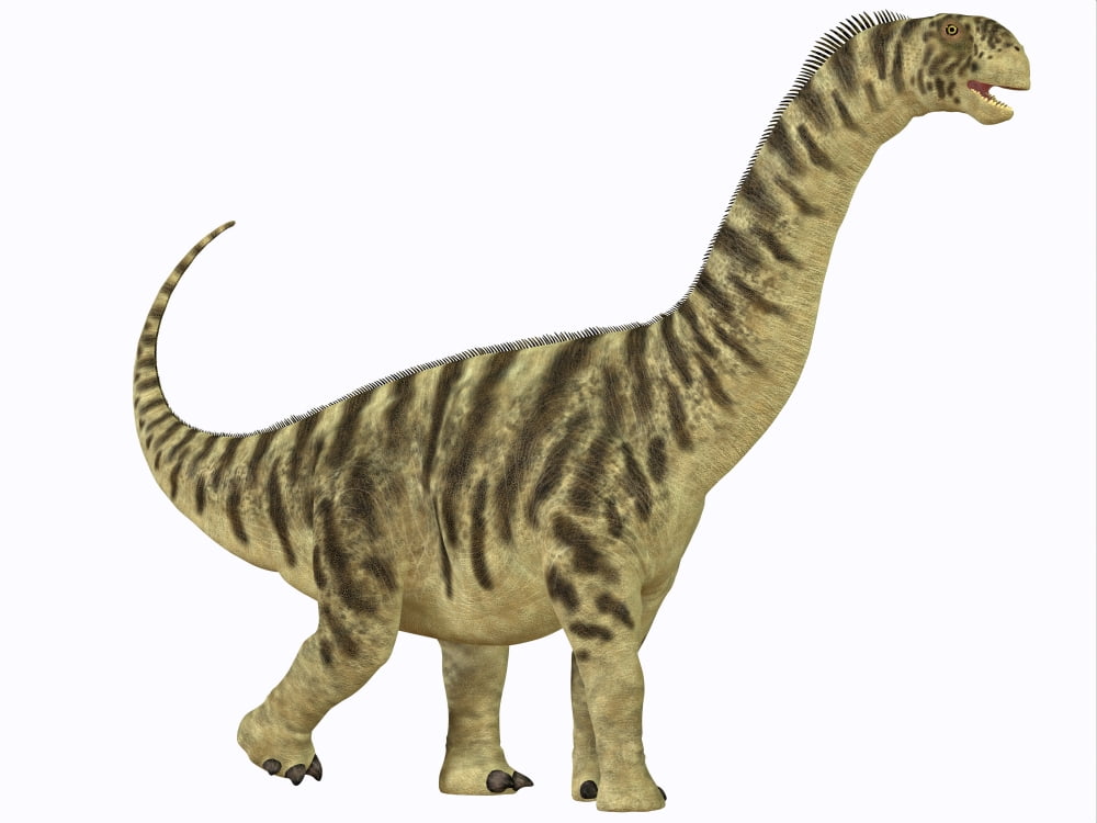 A juvenile Camarasaurus sauropod dinosaur that lived during the Jurassic Age Canvas Art - Corey FordStocktrek Images (17 x 13)
