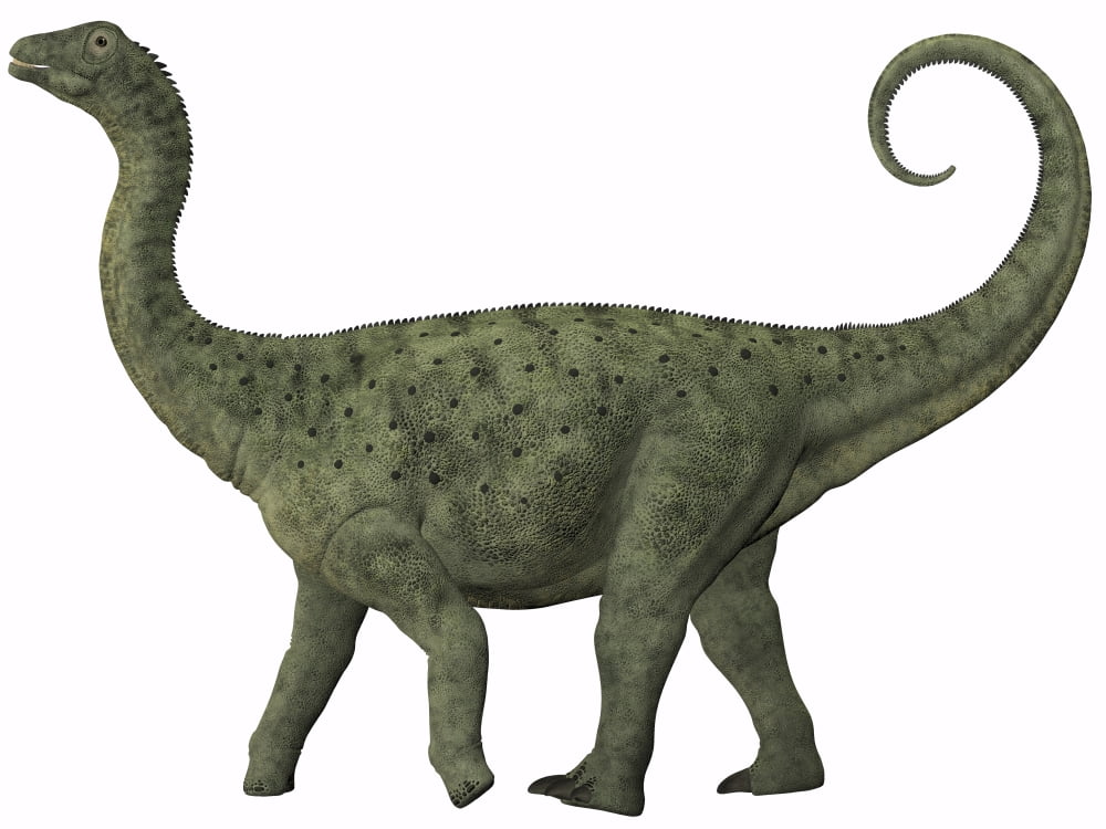 A juvenile Saltasaurus sauropod dinosaur of the Cretaceous Period Canvas Art - Corey FordStocktrek Images (17 x 13)