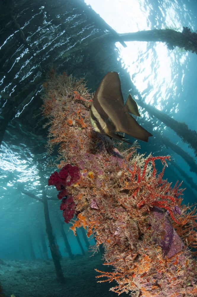A juvenile golden spadefish against a coral encrusted strut under Arborek Jetty Canvas Art - Steve JonesStocktrek Images (12 x 18)