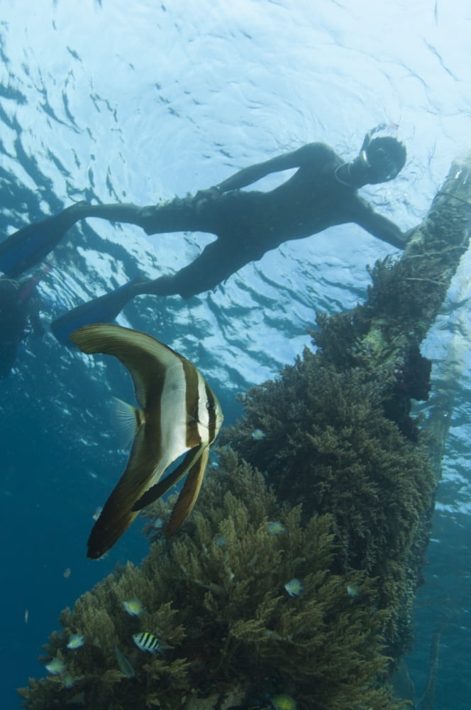 A juvenile golden spadefish whilst a local villager watches from the surface Canvas Art - Steve JonesStocktrek Images (23 x 35)