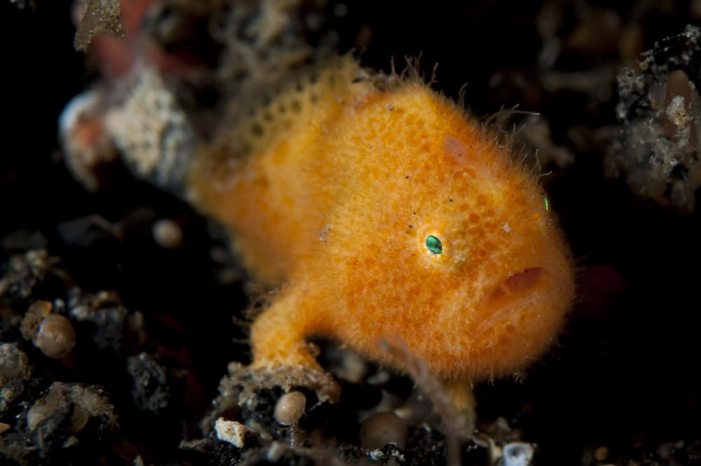 A juvenile hairy frogfish Lembeh Strait Indonesia Canvas Art - Steve JonesStocktrek Images (18 x 12)