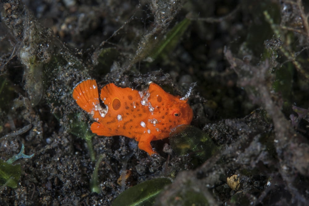A juvenile painted frogfish on the seafloor Canvas Art - Ethan DanielsStocktrek Images (17 x 12)