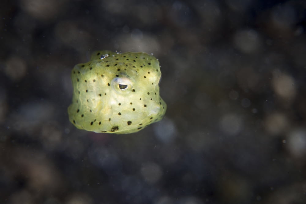 A juvenile yellow boxfish Lembeh Strait Indonesia Canvas Art - Ethan DanielsStocktrek Images (17 x 12)
