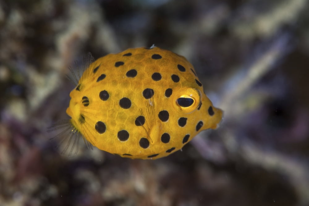 A juvenile yellow boxfish swims above the seafloor Canvas Art - Ethan DanielsStocktrek Images (17 x 12)