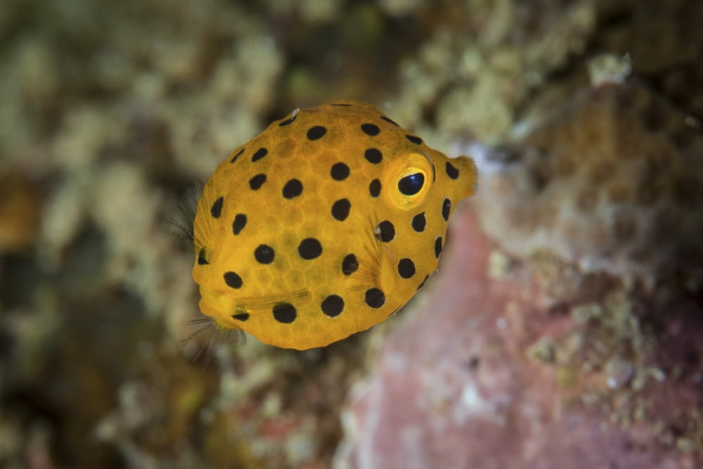 A juvenile yellow boxfish swims above the seafloor Canvas Art - Ethan DanielsStocktrek Images (34 x 23)