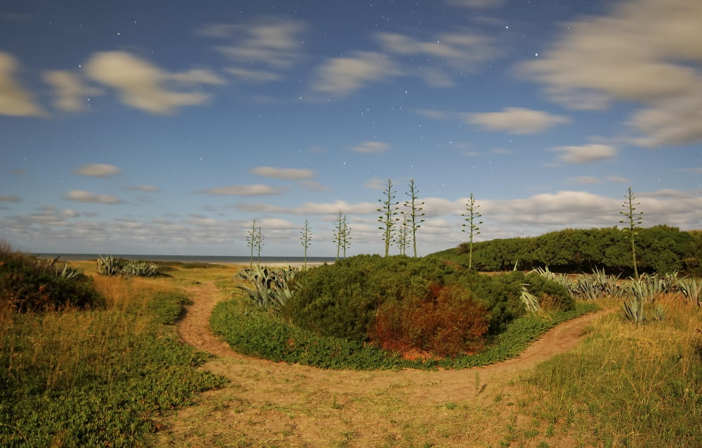 A landscape of agave trees under a full moon Miramar Argentina Canvas Art - Luis ArgerichStocktrek Images (18 x 12)