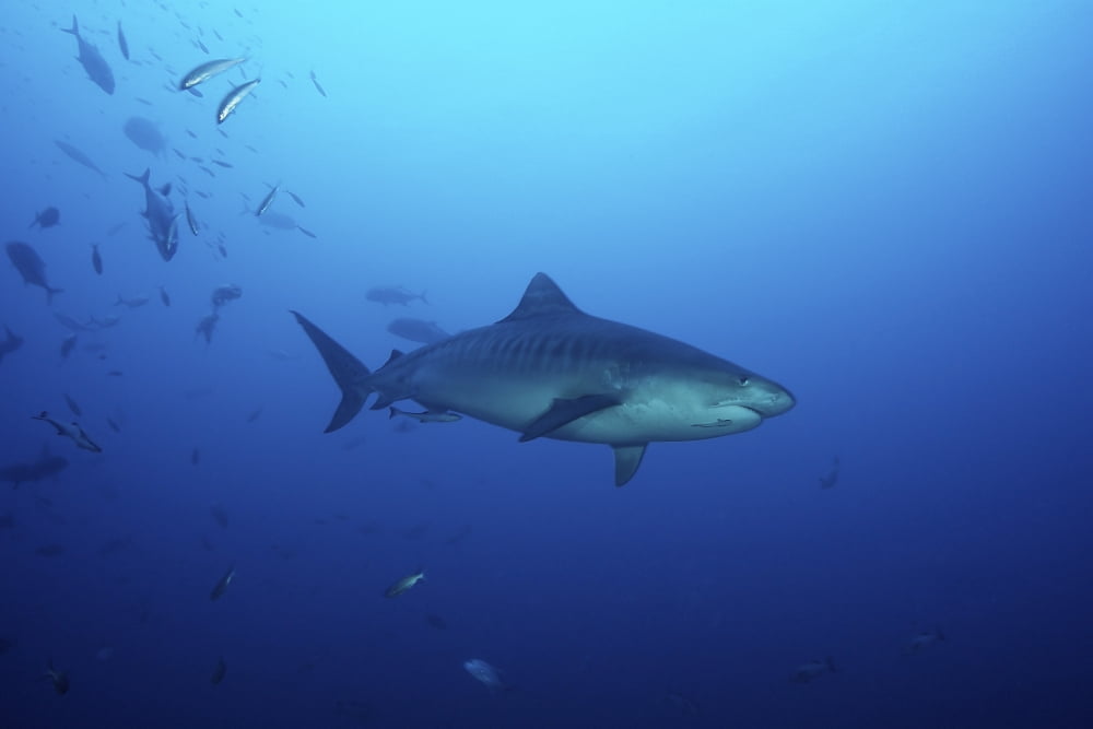 A large 10 foot Tiger Shark swims into the feeding zone Fiji Canvas Art - Terry MooreStocktrek Images (17 x 12)