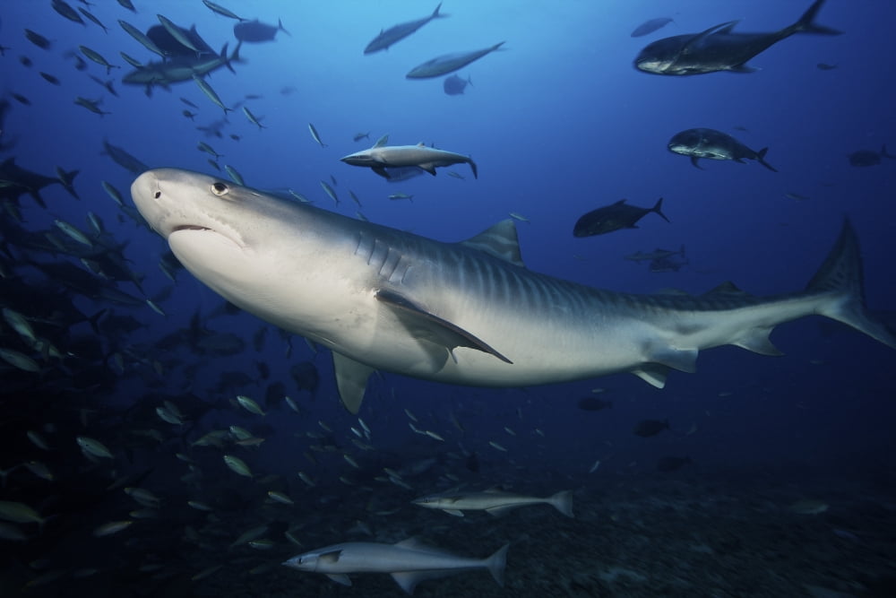 A large 10 foot Tiger Shark swims into the feeding zone Fiji Canvas Art - Terry MooreStocktrek Images (18 x 12)