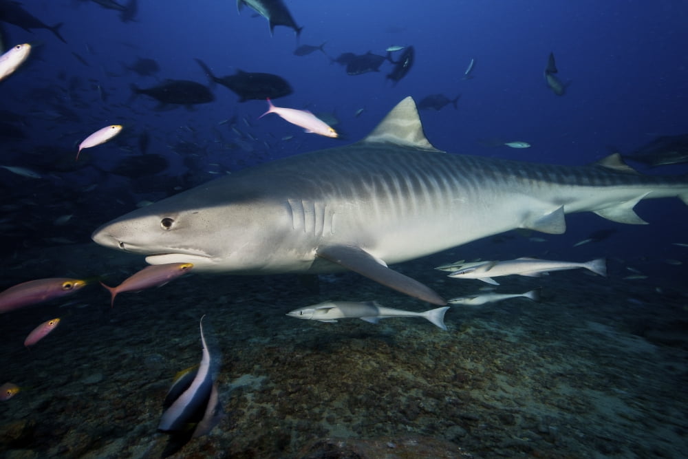 A large 10 foot Tiger Shark swims into the feeding zone Fiji Canvas Art - Terry MooreStocktrek Images (35 x 23)
