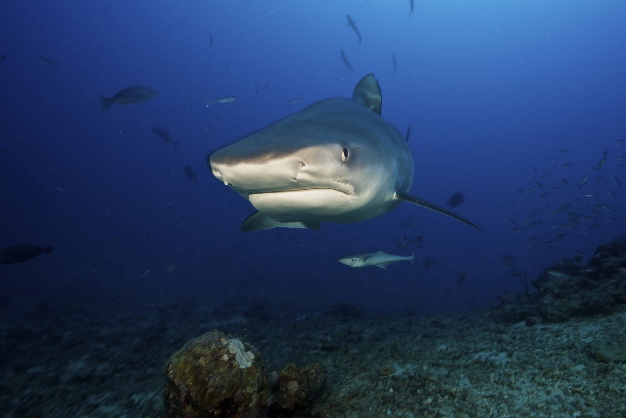 A large 10 foot Tiger Shark swims into the feeding zone Fiji Canvas Art - Terry MooreStocktrek Images (35 x 23)