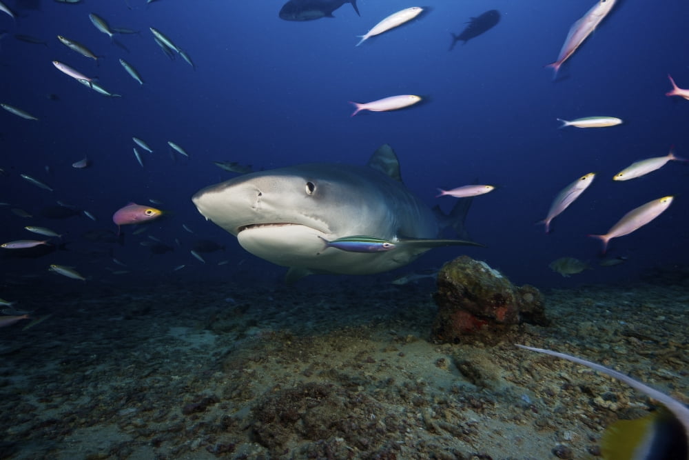 A large 10 foot Tiger Shark swims into the feeding zone Fiji Canvas Art - Terry MooreStocktrek Images (35 x 23)