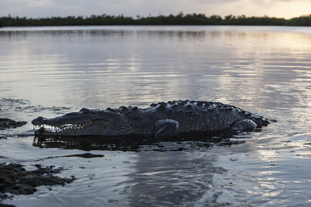 A large American crocodile surfaces in Turneffe Atoll Belize Canvas Art - Ethan DanielsStocktrek Images (17 x 12)