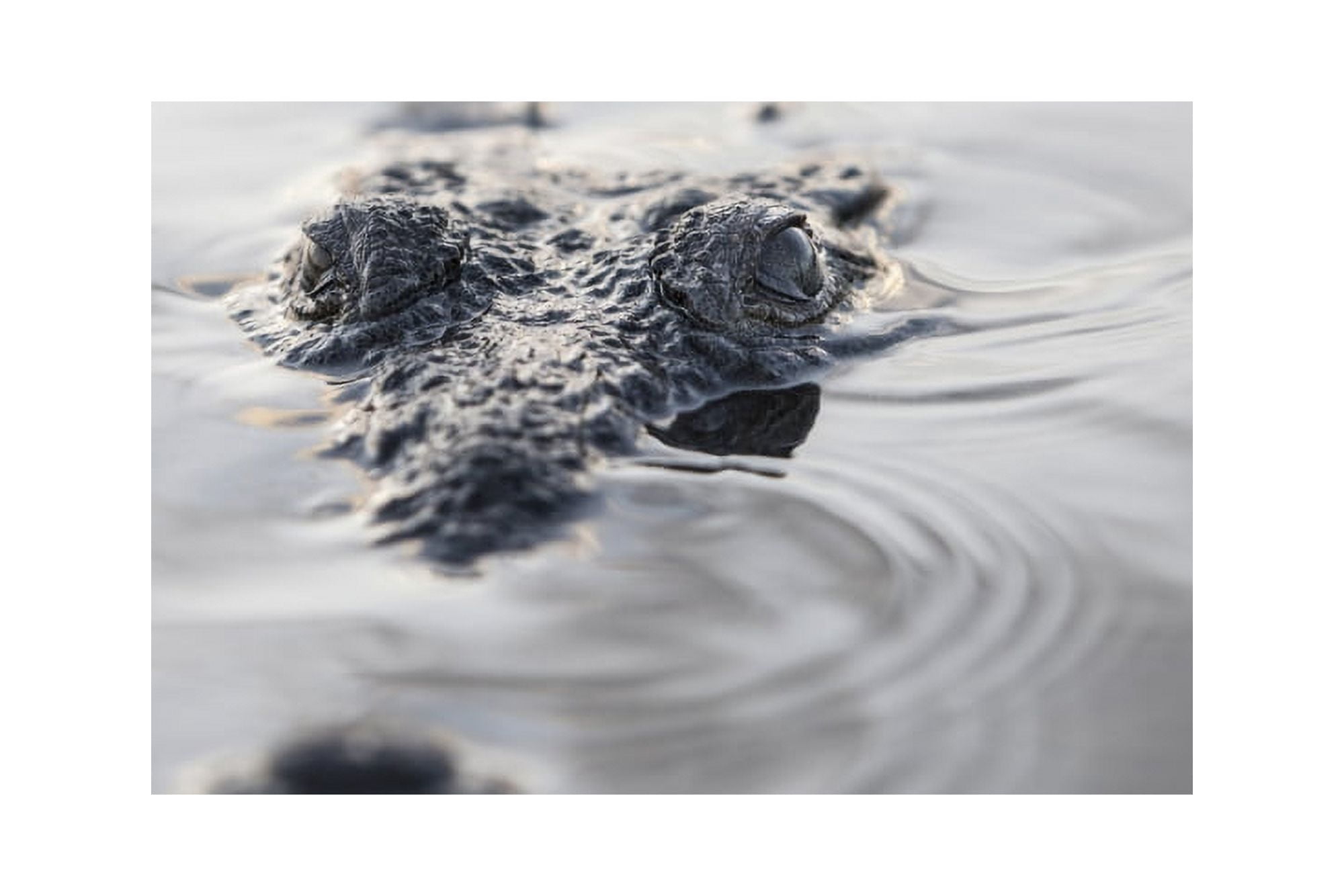 A large American crocodile surfaces in a lagoon Canvas Art - Ethan DanielsStocktrek Images (17 x 12)