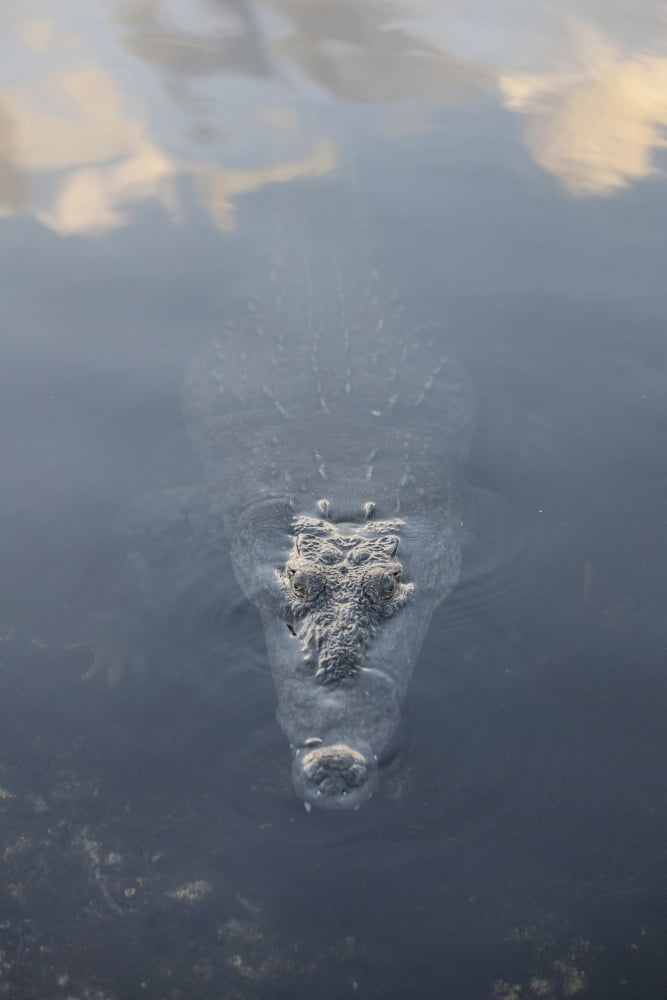 A large American crocodile surfaces in a lagoon Canvas Art - Ethan DanielsStocktrek Images (23 x 34)