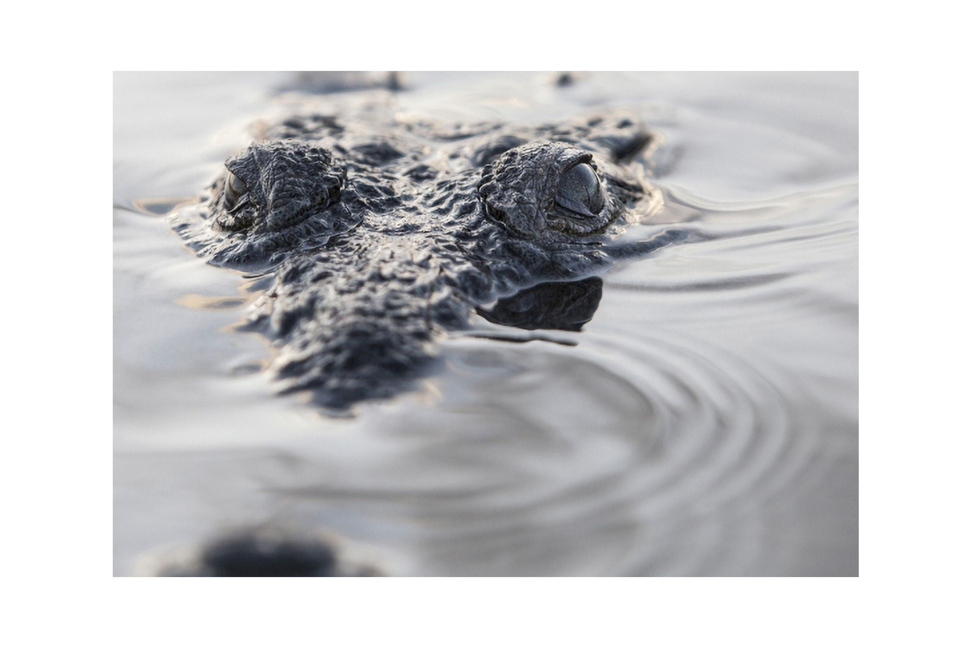 A large American crocodile surfaces in a lagoon Canvas Art - Ethan DanielsStocktrek Images (34 x 23)