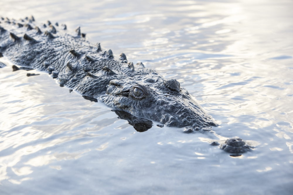 A large American crocodile surfaces in a lagoon Canvas Art - Ethan DanielsStocktrek Images (34 x 23)