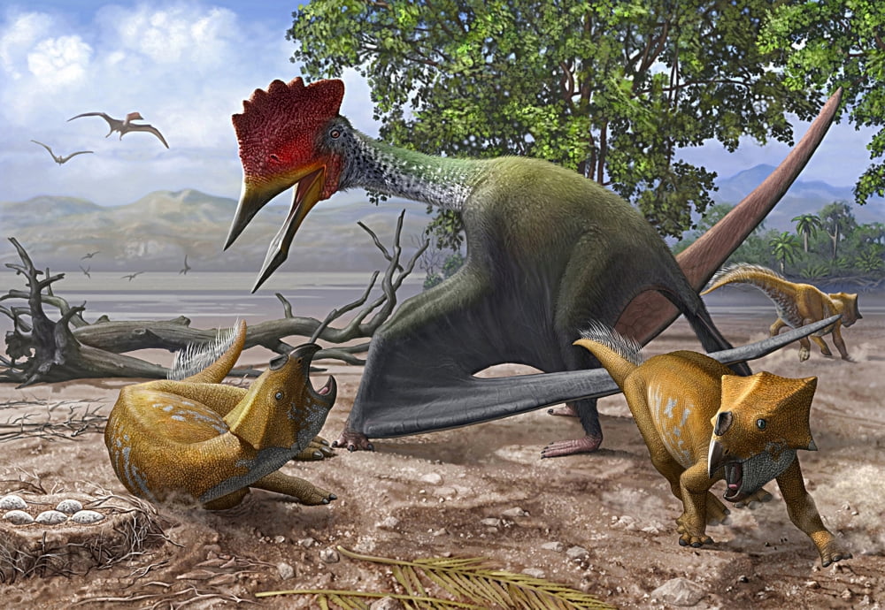 A large Bakonydraco pterosaur attacking a nest of small Ajkaceratops Canvas Art - Sergey KrasovskiyStocktrek Images (17 x 12)