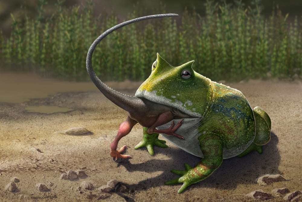 A large Beelzebufo frog eating a small Masiakasaurus Canvas Art - Sergey KrasovskiyStocktrek Images (35 x 23)