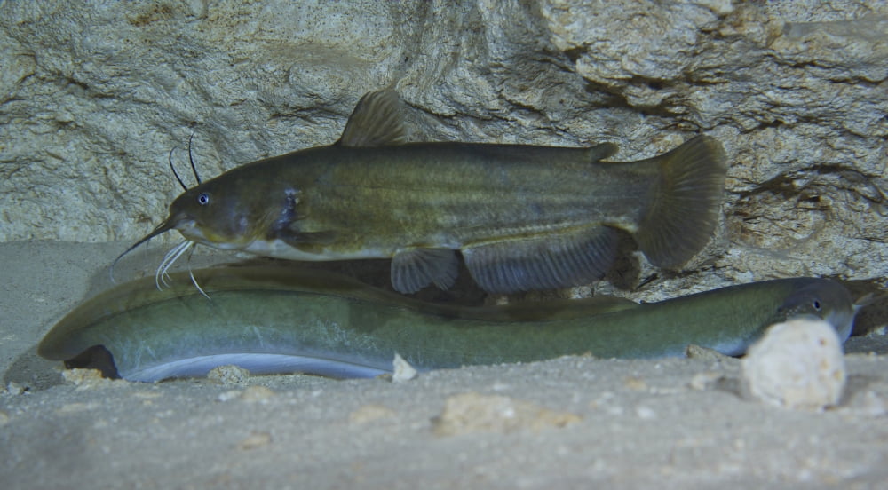 A large Brown Bullhead catfish boldly swims over the top of an American Eel Canvas Art - Michael WoodStocktrek Images (19 x 11)