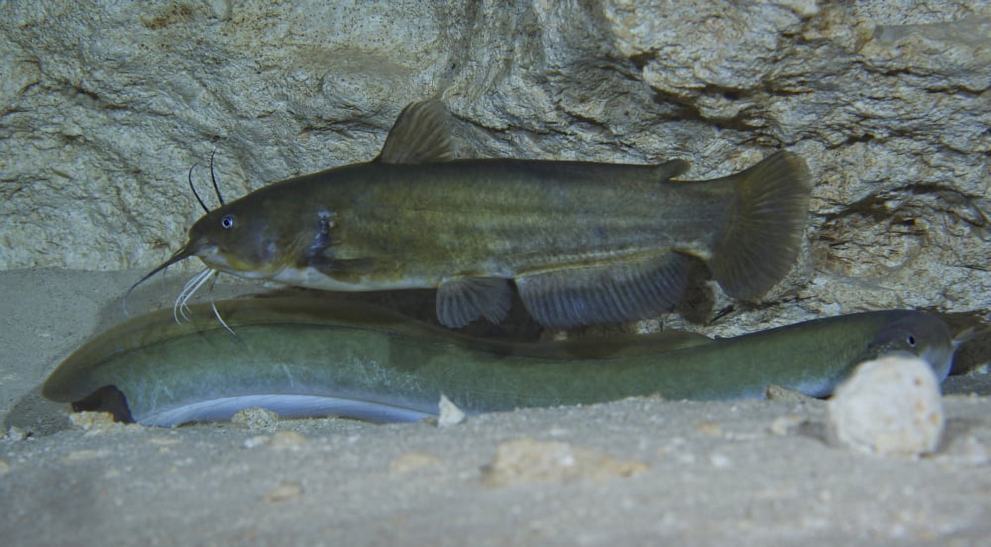 A large Brown Bullhead catfish boldly swims over the top of an American Eel Canvas Art - Michael WoodStocktrek Images (38 x 21)
