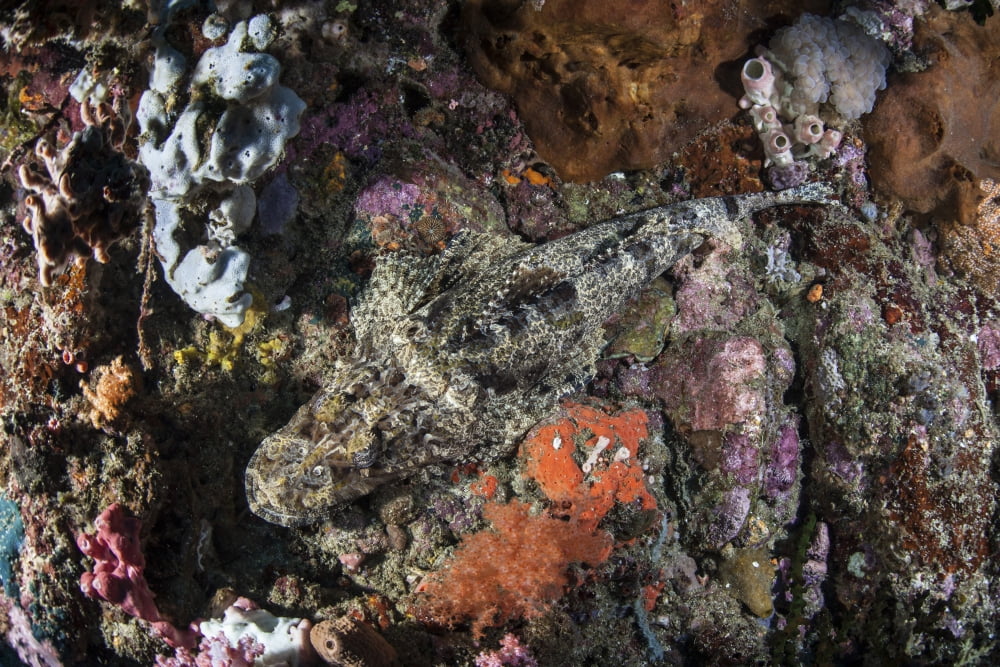 A large Crocodilefish lies on a colorful reef Canvas Art - Ethan DanielsStocktrek Images (34 x 23)
