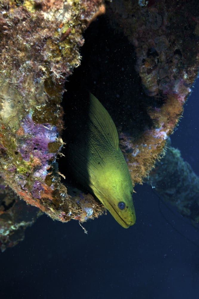 A large Green Moray eel within the Hilma Hooker shipwreck Canvas Art - Terry MooreStocktrek Images (23 x 35)