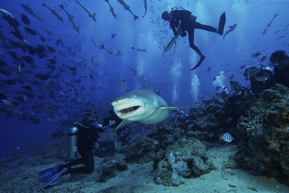A large Lemon Shark gulps down a large tuna head in front of a crowd of divers Fiji Canvas Art - Terry MooreStocktrek Images (18 x 12)