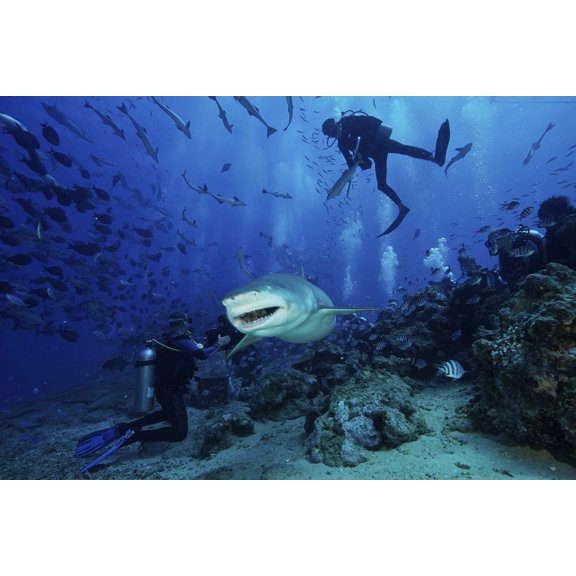 A large Lemon Shark gulps down a large tuna head in front of a crowd of divers Fiji Canvas Art - Terry MooreStocktrek Images (35 x 23)