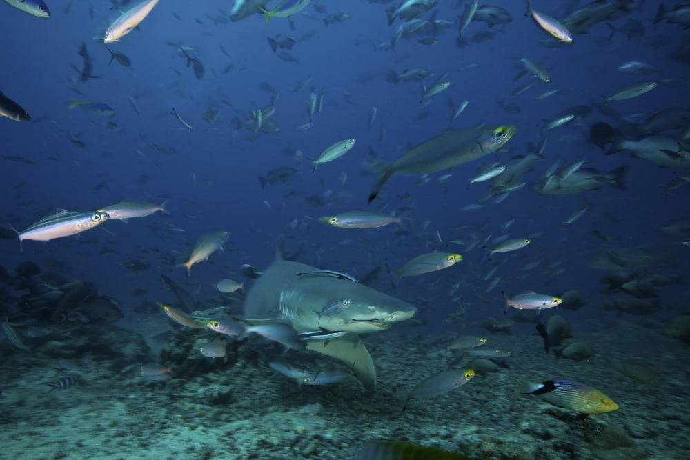 A large Lemon Shark searches for food on the sea floor Fiji Canvas Art - Terry MooreStocktrek Images (18 x 12)