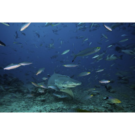 A large Lemon Shark searches for food on the sea floor Fiji Canvas Art - Terry MooreStocktrek Images (35 x 23)
