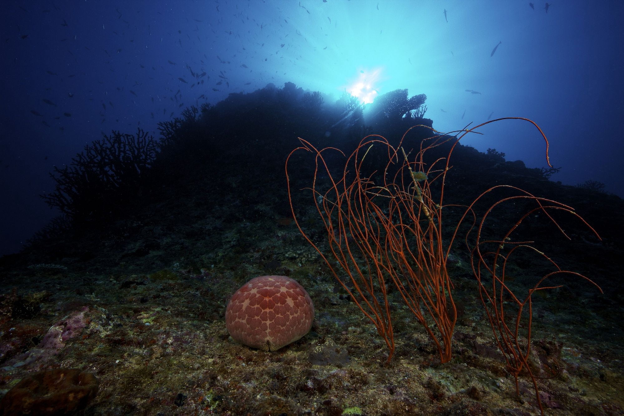 A large Pin-Cushion Sea Star beside some sea whips on a deep reef off the coast of Fiji Canvas Art - Terry MooreStocktrek Images (18 x 12)