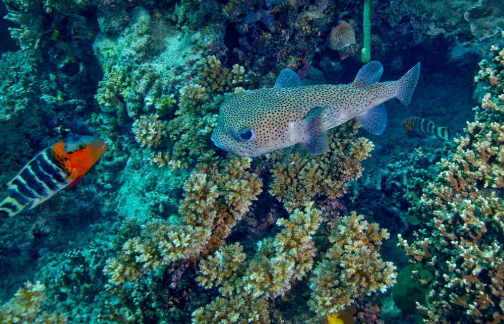 A large Porcupinefish meets with a Redbreasted Wrasse on a coral reef Fiji Canvas Art - Michael WoodStocktrek Images (18 x 12)