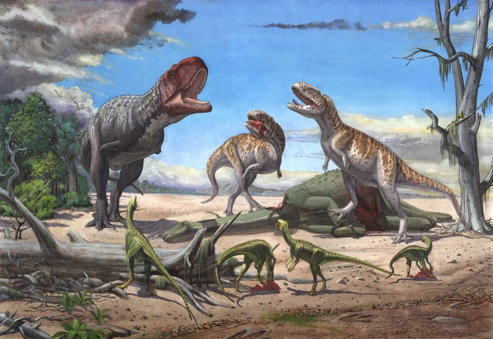 A large Rajasaurus roars in an attempt to scare two Indosuchus away from their kill Canvas Art - Sergey KrasovskiyStocktrek Images (17 x 12)