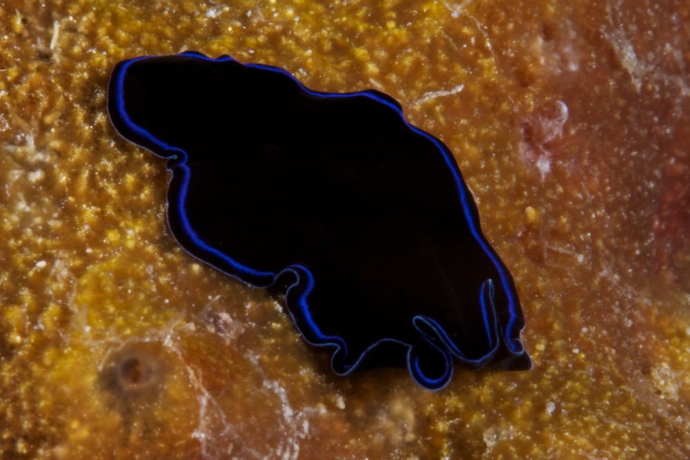 A large Sapphire flatworm on coral Fiji Canvas Art - Terry MooreStocktrek Images (18 x 12)