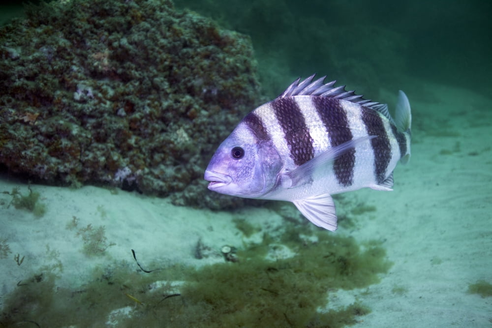A large Sheepshead ruising the bottom of a rock jetty Canvas Art - Michael WoodStocktrek Images (35 x 23)