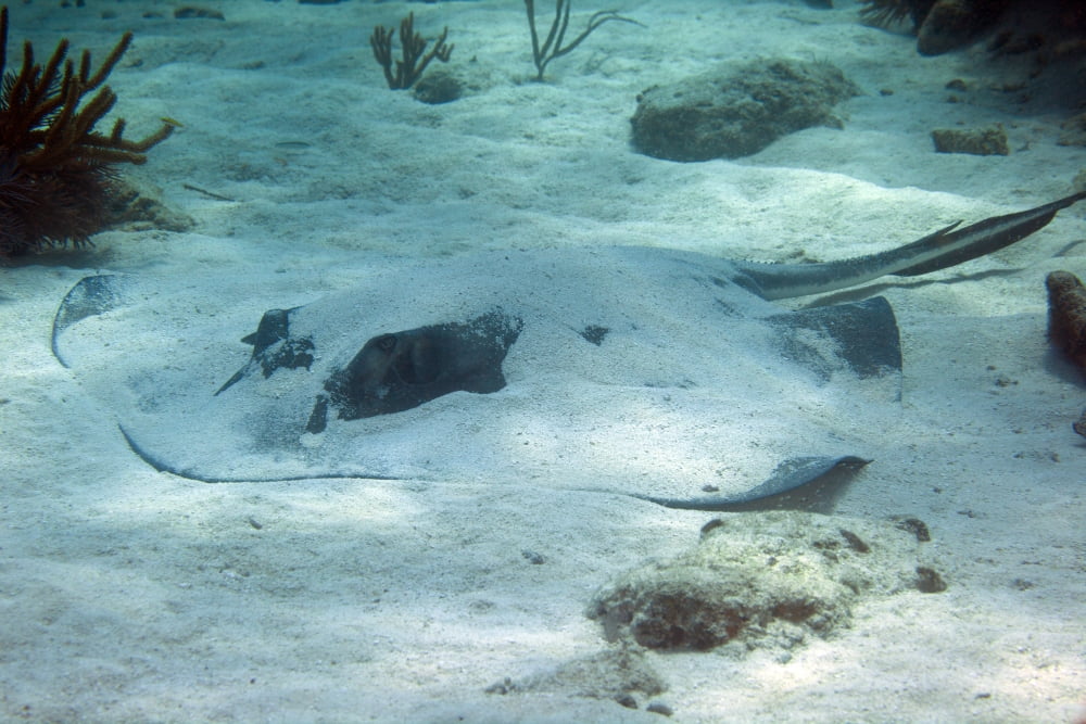 A large Southern Stingray covered in sand Key Largo Florida Canvas Art - Michael WoodStocktrek Images (35 x 23)