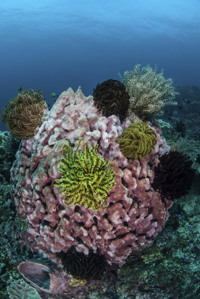 A large barrel sponge covered with crinoids Canvas Art - Ethan DanielsStocktrek Images (12 x 17)