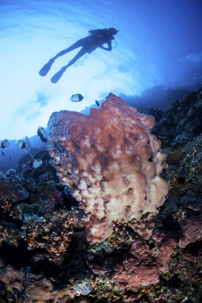 A large barrel sponge grows on a reef dropoff near Sulawesi Indonesia Canvas Art - Ethan DanielsStocktrek Images (23 x 34)