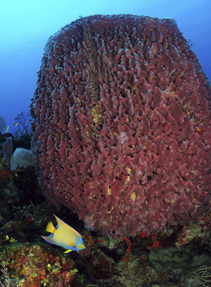 A large barrel sponge with Queen Angelfish on Caribbean reef Canvas Art - Karen DoodyStocktrek Images (13 x 17)