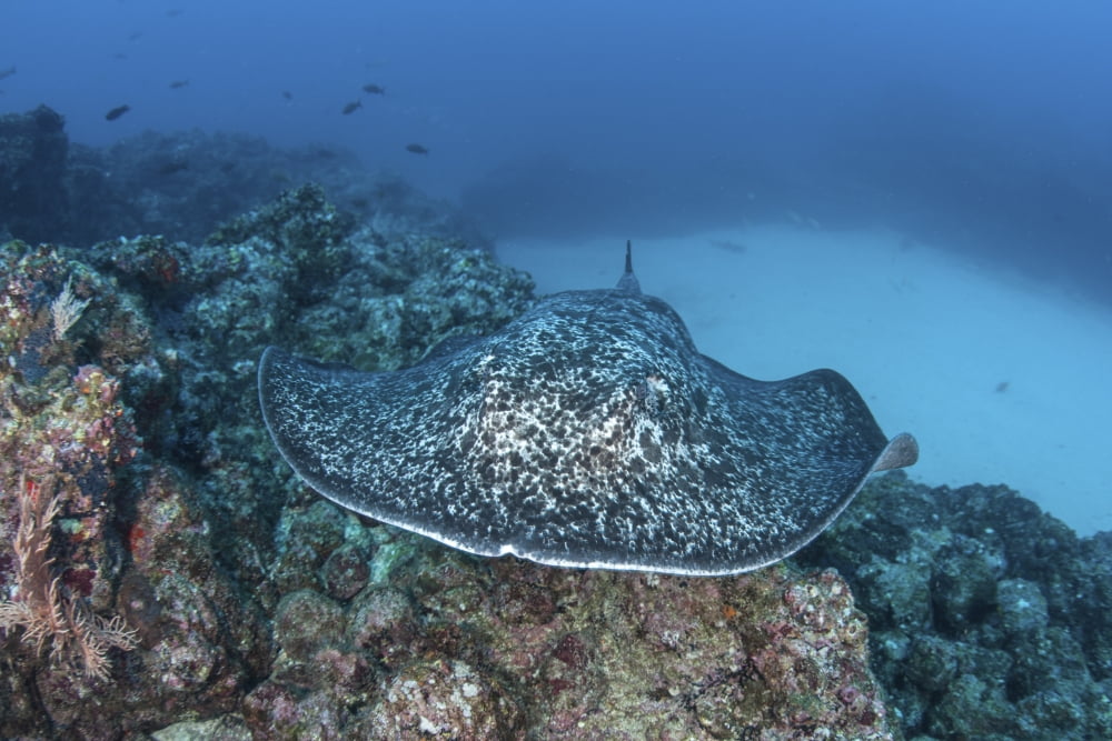 A large black-blotched stingray near Cocos Island Costa Rica Canvas Art - Ethan DanielsStocktrek Images (34 x 23)