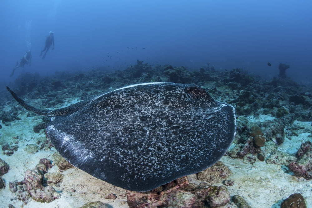 A large black-blotched stingray swims over the rocky seafloor Canvas Art - Ethan DanielsStocktrek Images (17 x 12)