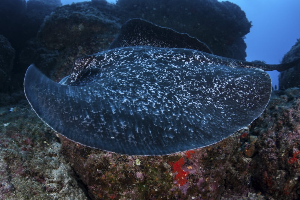 A large black-blotched stingray swims over the rocky seafloor Canvas Art - Ethan DanielsStocktrek Images (17 x 12)