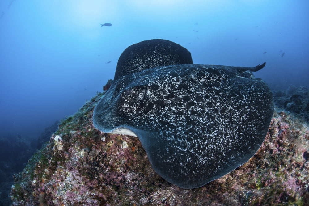 A large black-blotched stingray swims over the rocky seafloor Canvas Art - Ethan DanielsStocktrek Images (17 x 12)