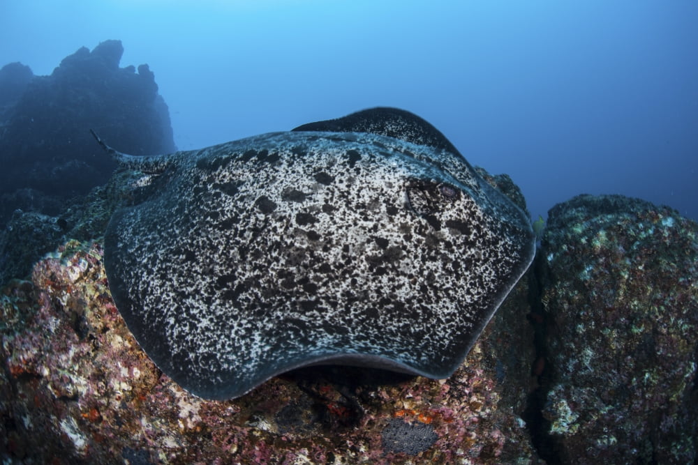 A large black-blotched stingray swims over the rocky seafloor Canvas Art - Ethan DanielsStocktrek Images (34 x 23)