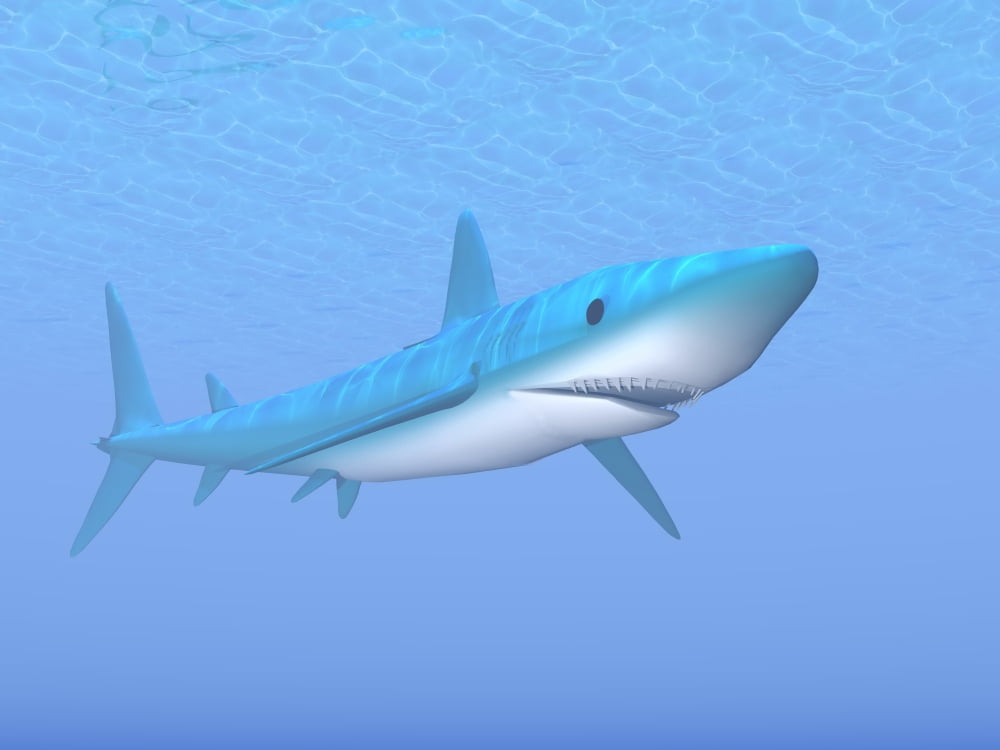 A large blue shark swimming quietly underwater Canvas Art - Elena DuvernayStocktrek Images (33 x 25)