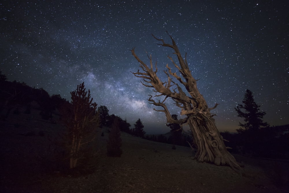 A large bristlecone pine in the Patriarch Grove bears witness to the rising Milky Way Canvas Art - Dan BarrStocktrek Images (18 x 12)